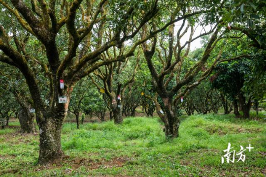 高州根子鎮(zhèn)古荔園，古樹參天，年年碩果累累