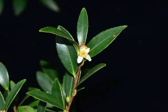 河源發(fā)現(xiàn)植物新種——紫金短柱茶。
